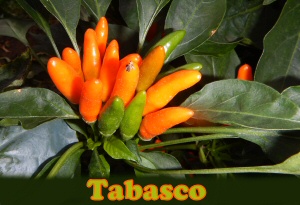 tabasco